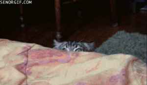 tumblr_inline_mhxbd71pXd1qz4rgp.gif