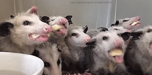 tumblr_nga6whI48f1u3zusno1_500.gif