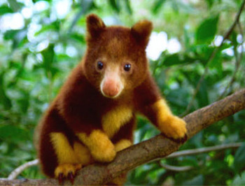 tree-kangaroo-01-thumb.jpg