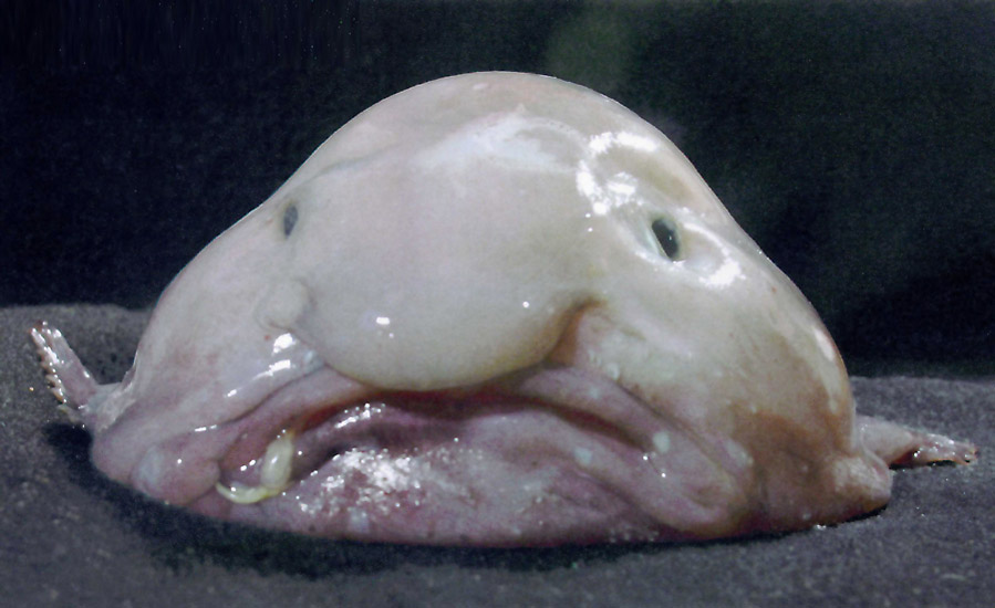 blobfish1.jpg