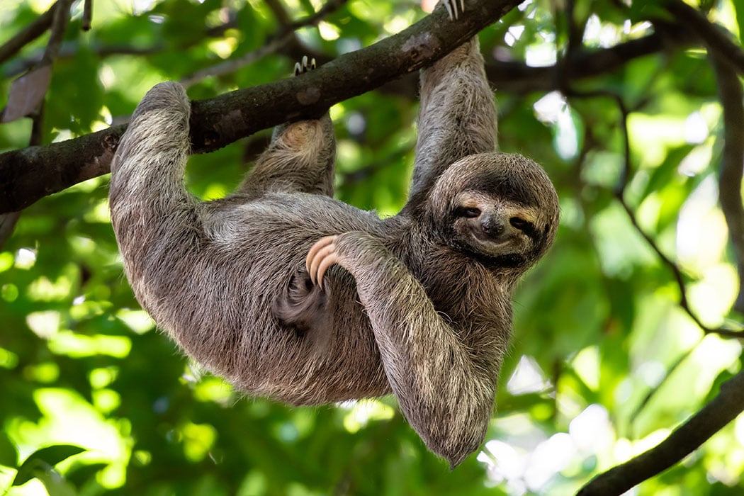 large-Three-toed-Sloth-photo.jpg