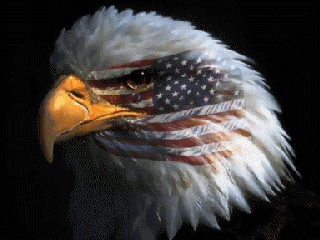 Bald%20Eagle_medium.gif