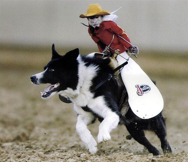 Monkey_Riding_a_Dog.jpg
