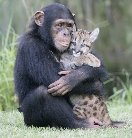 Chimpanzee-and-Leopard-animals-28906204-500-525.jpg