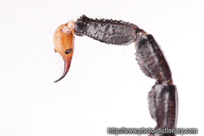 7230scorpion_tail.jpg