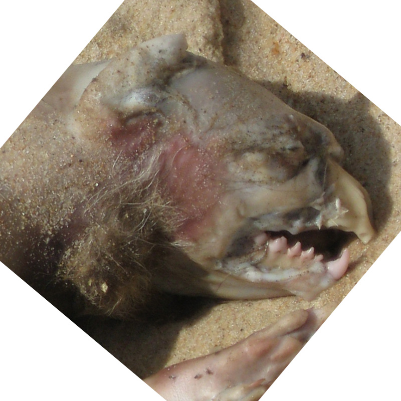 montauk_monster_mouth.jpg