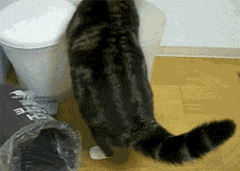 tumblr_ln9m11XulM1qfxd0ao1_250.gif