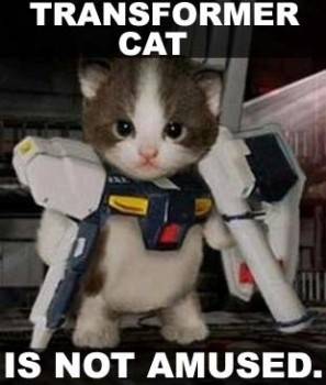 transformer_not_amused_cat.jpg
