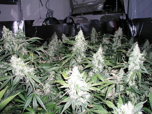 white-widow-indoors.jpg