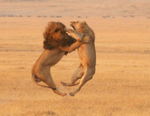 lionfightdiazshammy.jpg