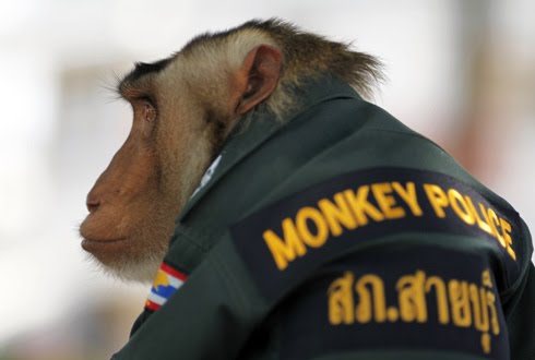 monkey-cop-490.jpeg