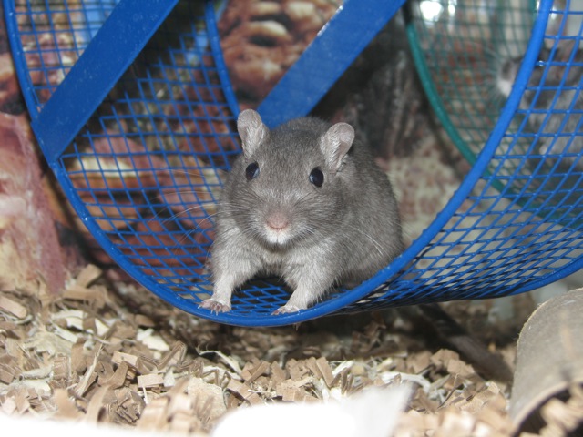 smurf-wheel-771326.jpg