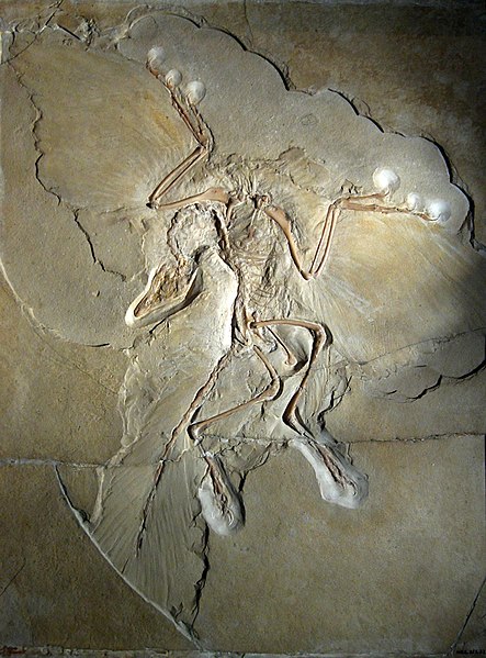 443px-Archaeopteryx_lithographica_%28Berlin_specimen%29.jpg