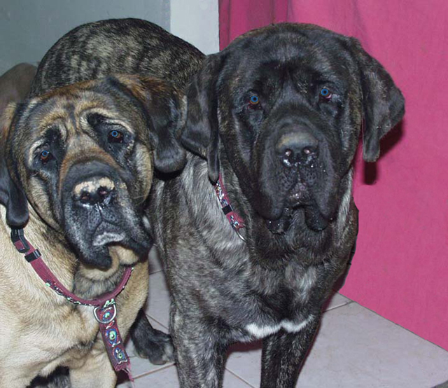 mastiffs%20640.jpg