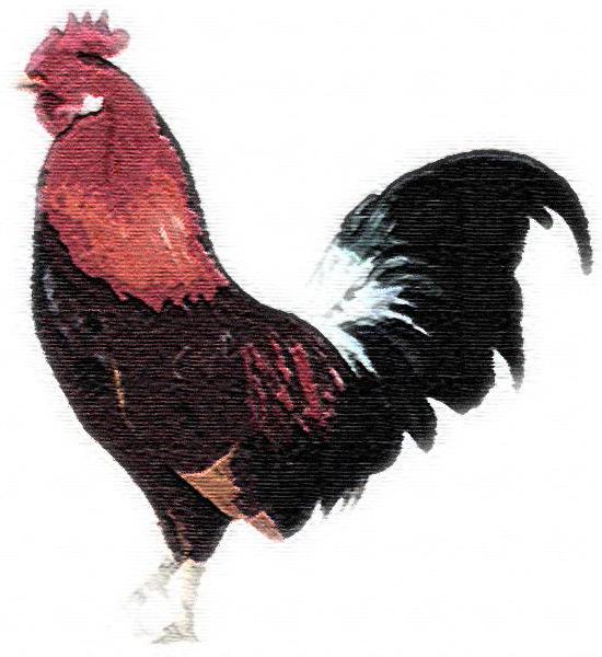 Cockerel.JPG