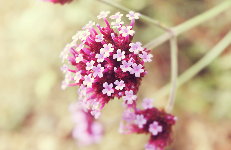 a_flower_by_rollingthunderdesign-d48gkmv.png