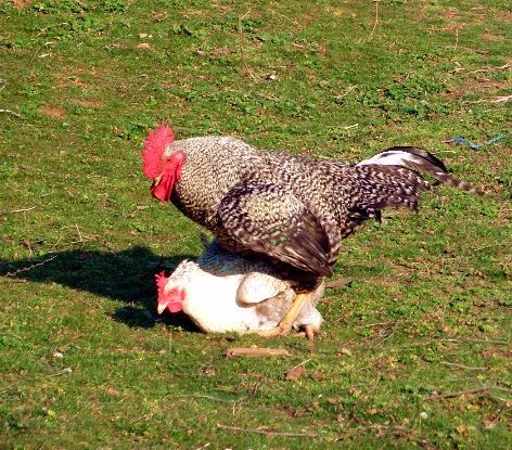 chicken-sex.jpg