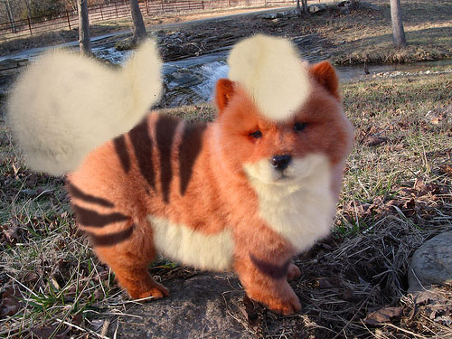 Realife_Pokemon_Growlithe_by_nixcore.jpg