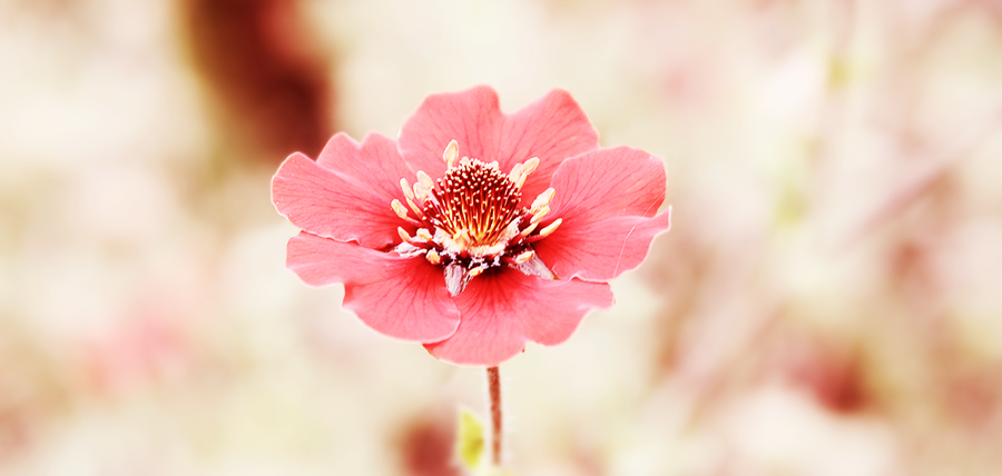 another_flower_by_rollingthunderdesign-d48h8j4.png