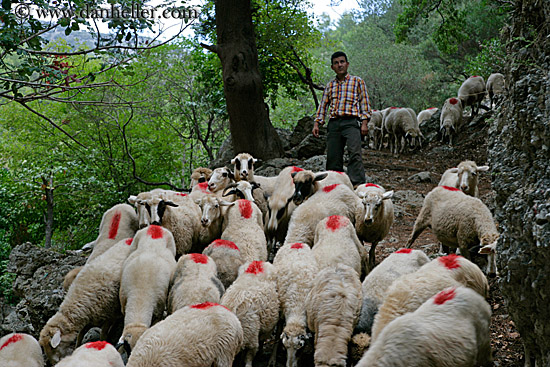 sheep-n-shepherd-1-big.jpg