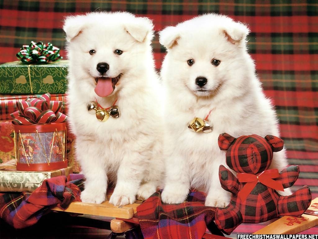 Christmas-Puppies-848998.jpeg