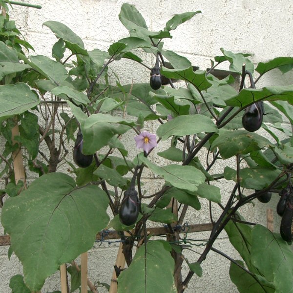 Solanum_melongena_ja02.jpg