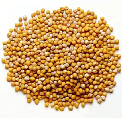 Mustard_seed.jpg