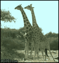 tumblr_mbsrm1Mdqi1rtu6ceo1_250.gif