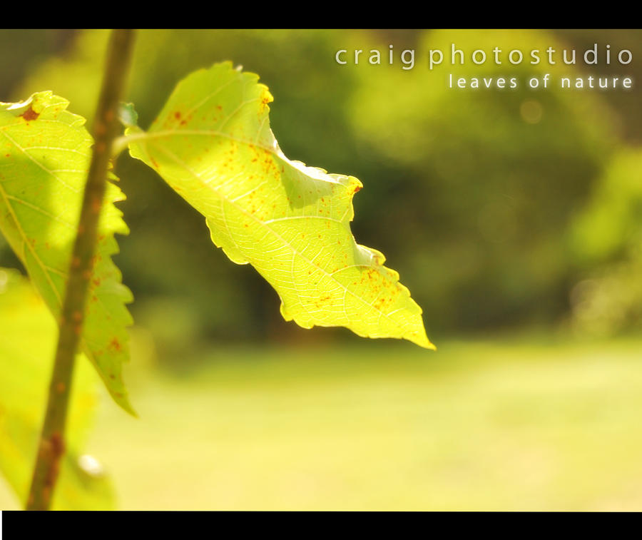 Leaves_of_Nature_by_cRaShLiTe.jpg