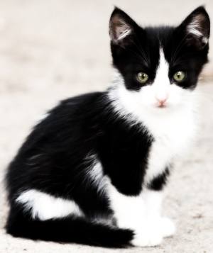 outdoor-tuxedo-kitten-300.jpg