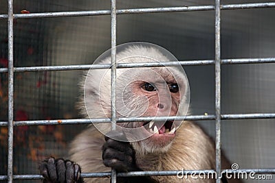 angry-capuchin-monkey-4785558.jpg